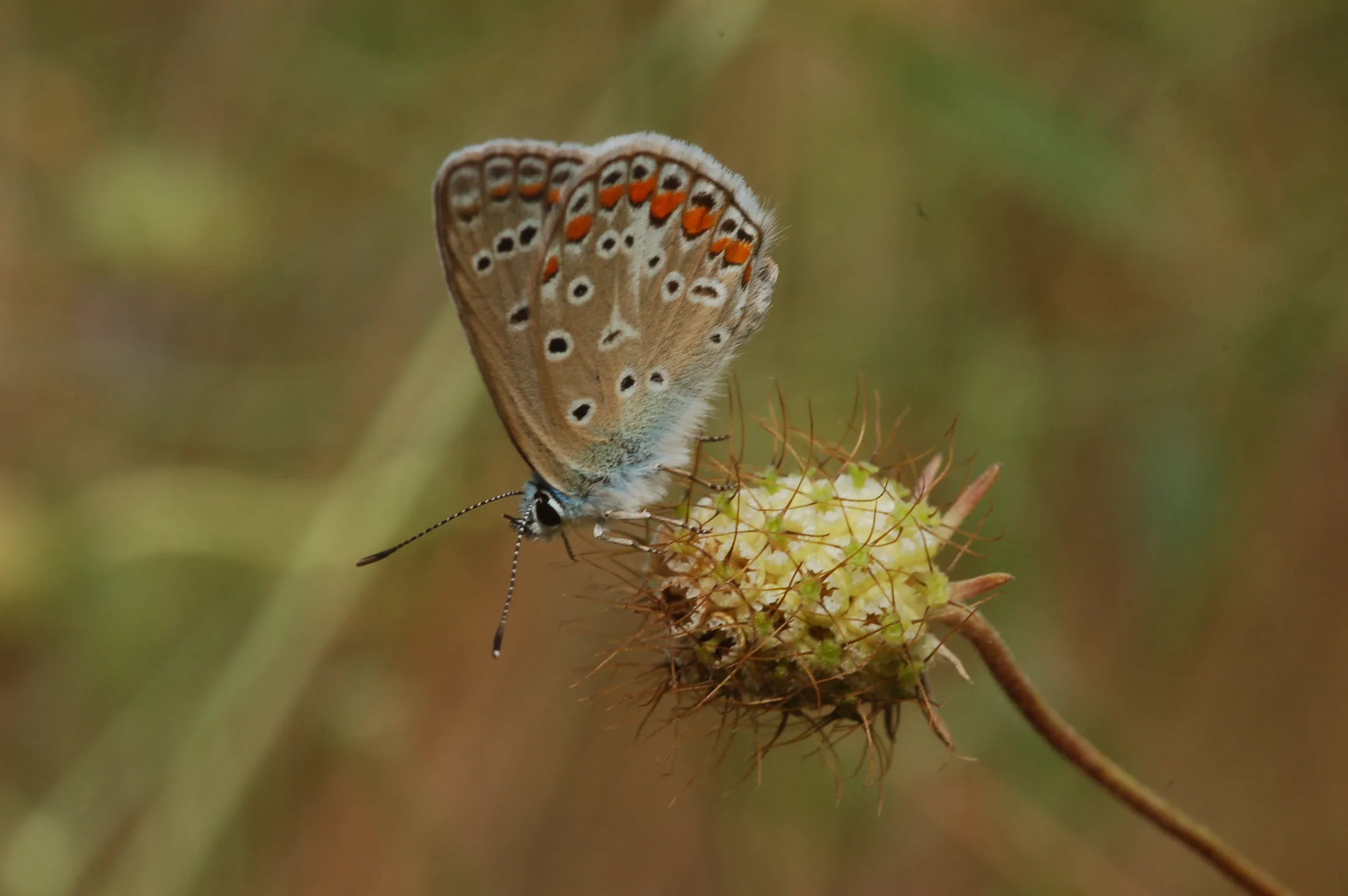 Butterflies 1